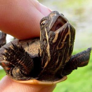 Meet your Posher, Cassandra